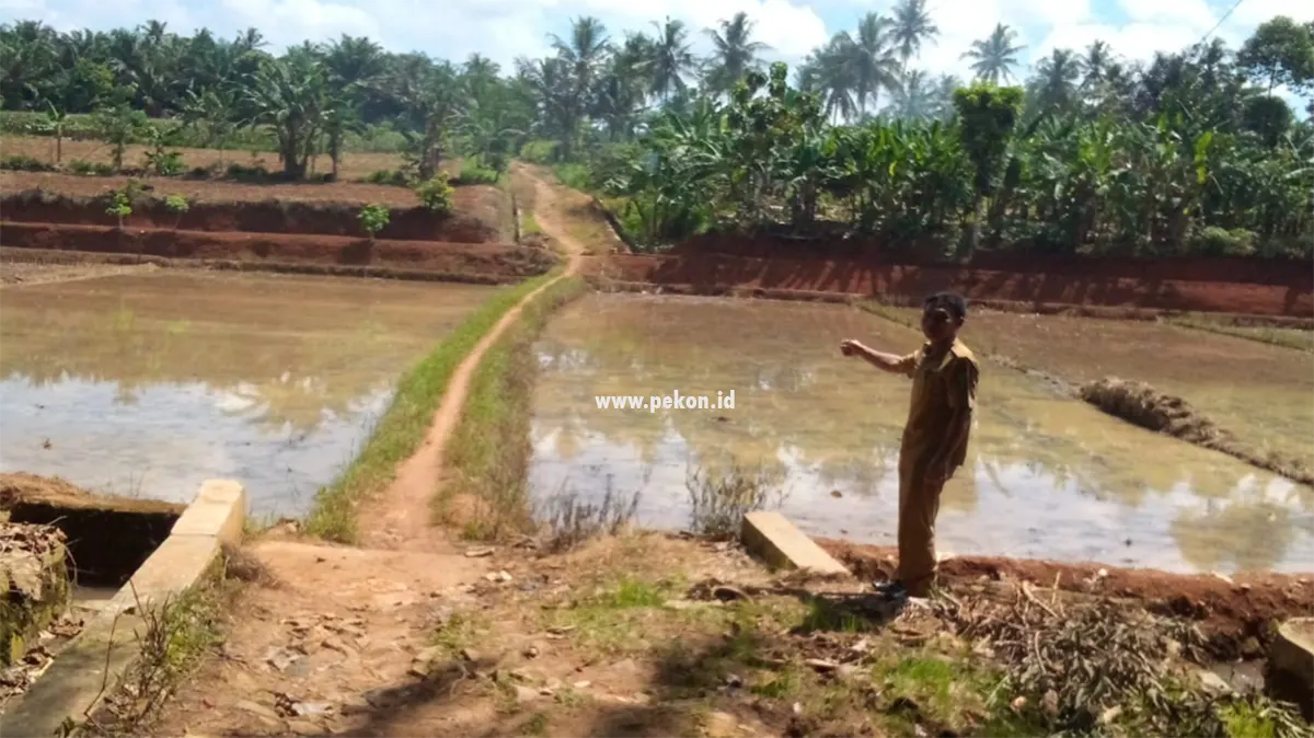 Pj Kepala Pekon Siliwangi Hendi Sutarno Survei Lokasi Jalan